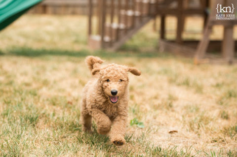 Kansas City pet photographer