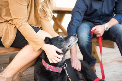 lifestyle pet photography